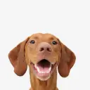 Pack Perros (3 Productos)